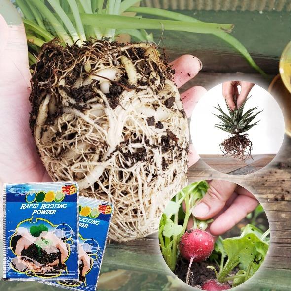 Rapid Rooting Powder